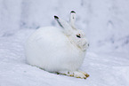Alpine hare