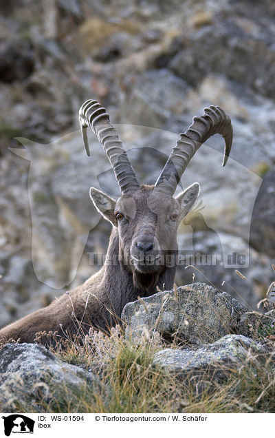 ibex / WS-01594