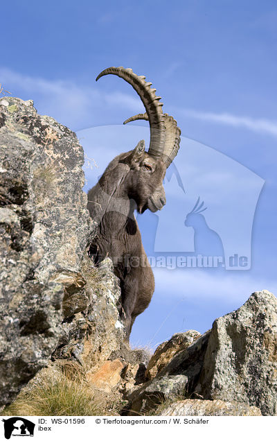 ibex / WS-01596