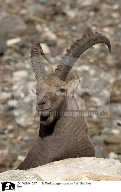 ibex / WS-01597