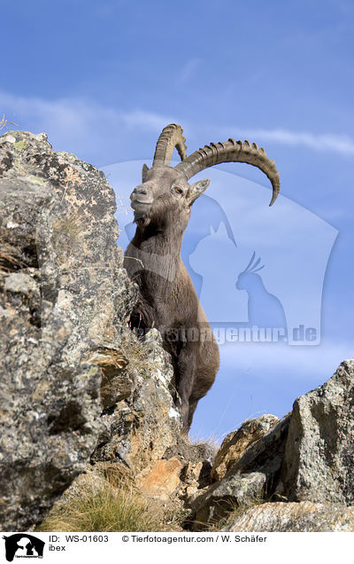 ibex / WS-01603