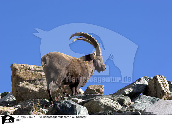 ibex / WS-01607
