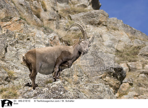 ibex / WS-01610