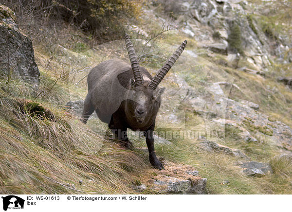 Steinbock / ibex / WS-01613