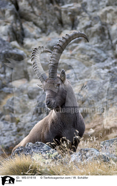 ibex / WS-01618