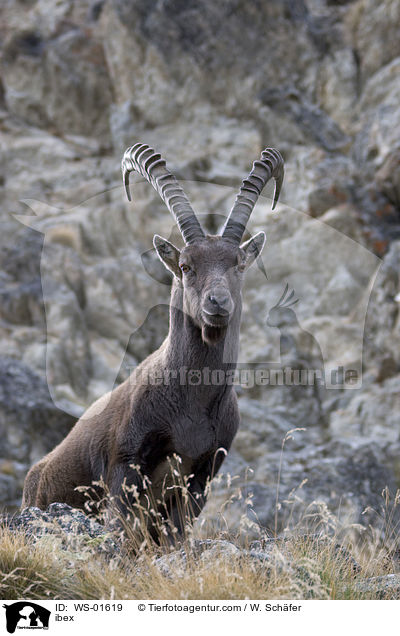ibex / WS-01619