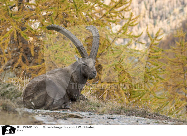 ibex / WS-01622