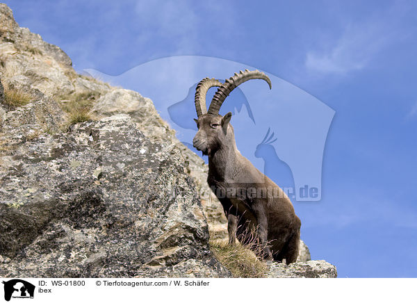 ibex / WS-01800