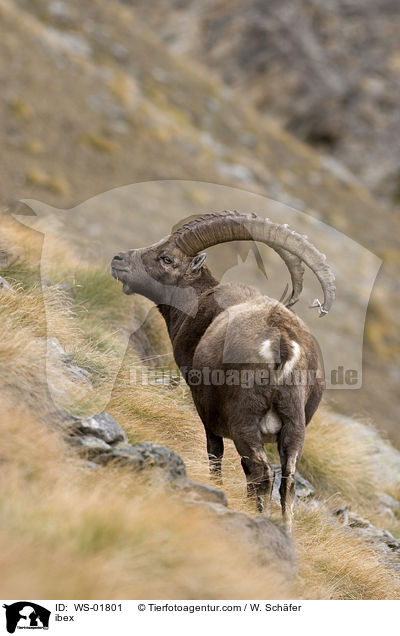 ibex / WS-01801