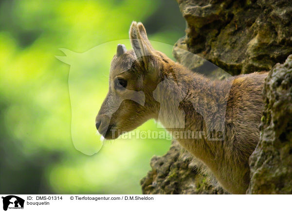 Alpensteinbock / bouquetin / DMS-01314