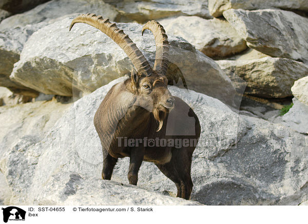 ibex / SST-04655