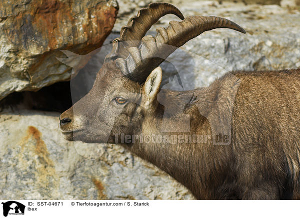 Steinbock / ibex / SST-04671