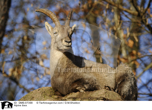 Alpine ibex / DMS-07398