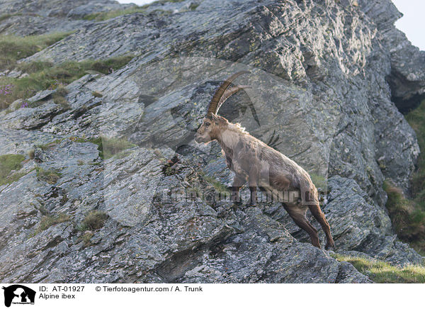 Alpensteinbock / Alpine ibex / AT-01927