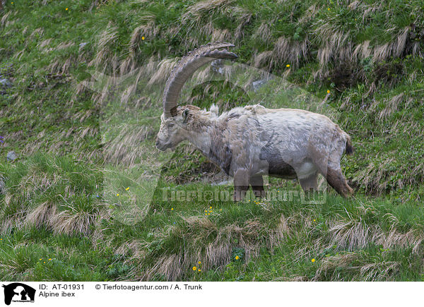 Alpensteinbock / Alpine ibex / AT-01931