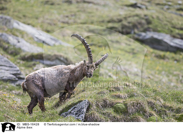 Alpine ibex / MBS-16428