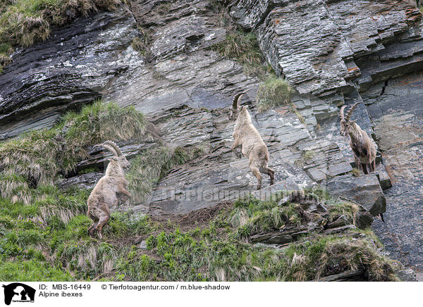 Alpine ibexes / MBS-16449
