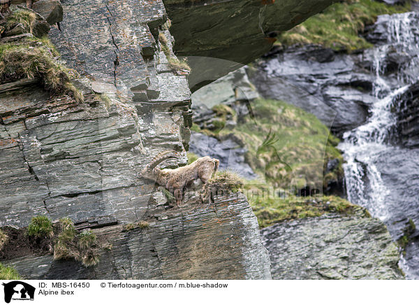 Alpine ibex / MBS-16450