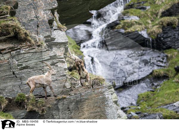 Alpensteinbcke / Alpine ibexes / MBS-16456