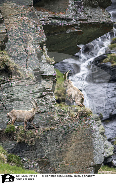 Alpensteinbcke / Alpine ibexes / MBS-16466