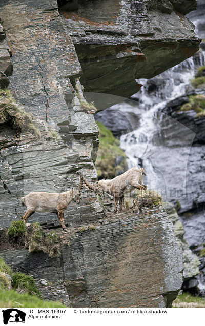 Alpensteinbcke / Alpine ibexes / MBS-16467