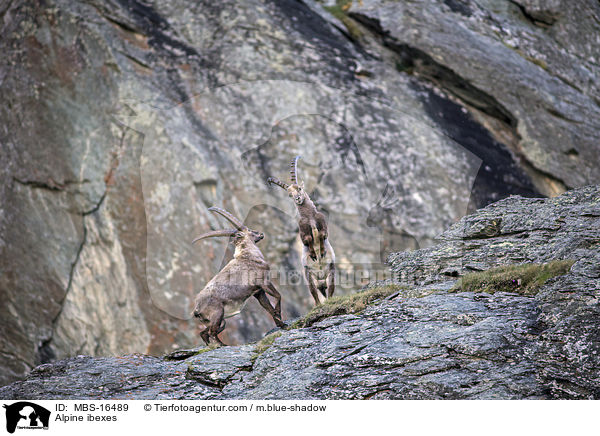 Alpine ibexes / MBS-16489