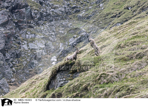Alpine ibexes / MBS-16493