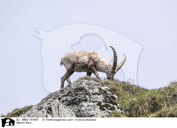 Alpine ibex / MBS-16498