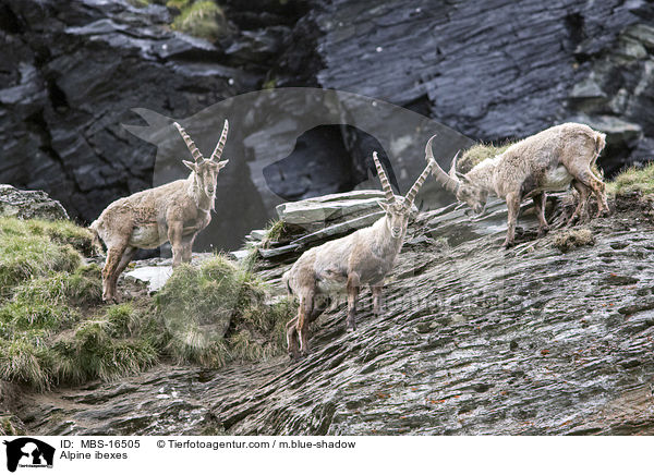 Alpensteinbcke / Alpine ibexes / MBS-16505