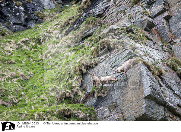Alpensteinbcke / Alpine ibexes / MBS-16513
