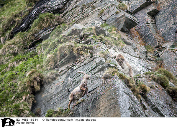 Alpensteinbcke / Alpine ibexes / MBS-16514