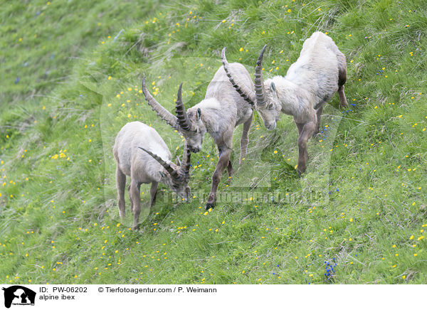 alpine ibex / PW-06202
