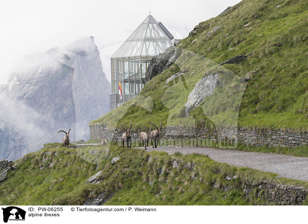 Alpensteinbcke / alpine ibexes / PW-06255