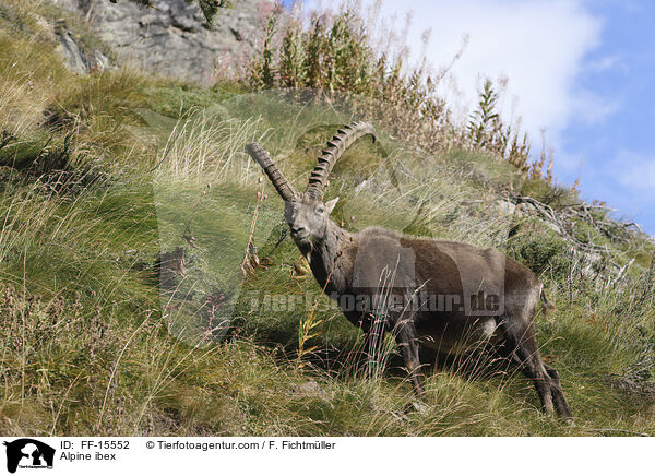 Alpensteinbock / Alpine ibex / FF-15552