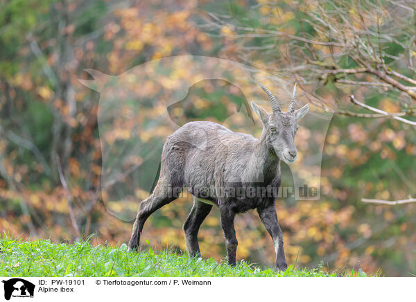 Alpensteinbock / Alpine ibex / PW-19101
