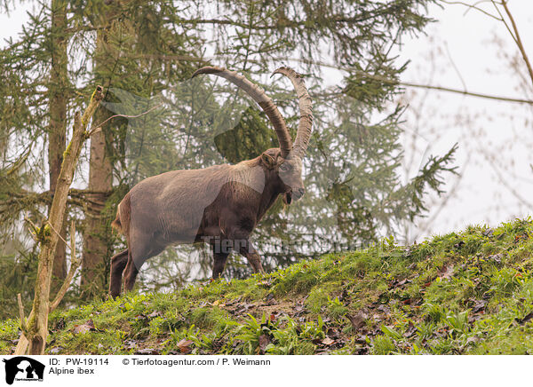 Alpensteinbock / Alpine ibex / PW-19114