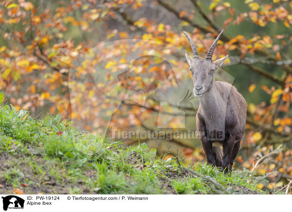 Alpensteinbock / Alpine ibex / PW-19124