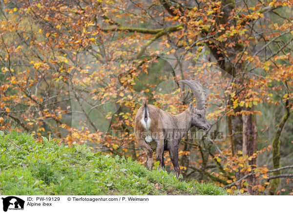 Alpensteinbock / Alpine ibex / PW-19129
