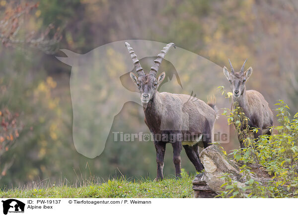 Alpensteinbock / Alpine ibex / PW-19137