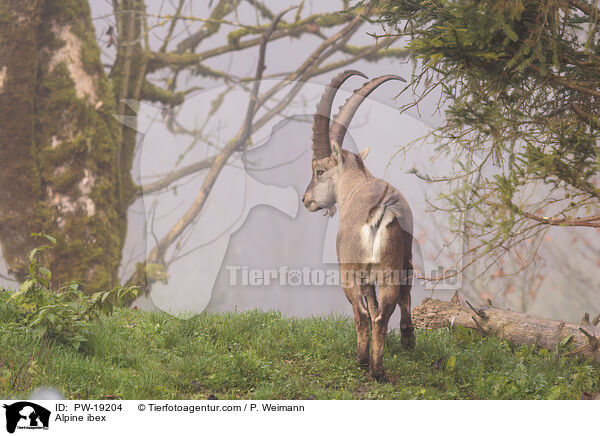 Alpine ibex / PW-19204