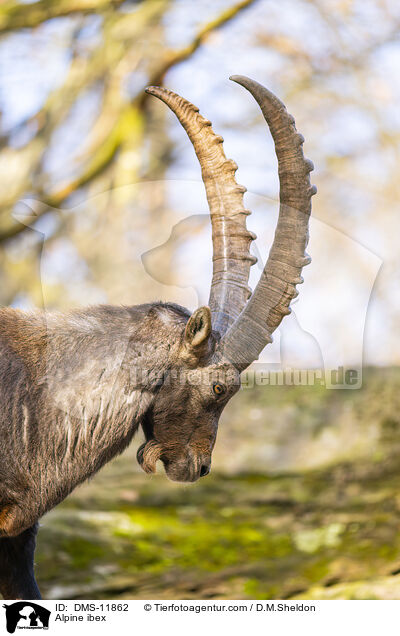Alpensteinbock / Alpine ibex / DMS-11862
