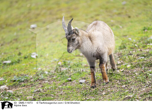 Alpine ibex / DMS-11973