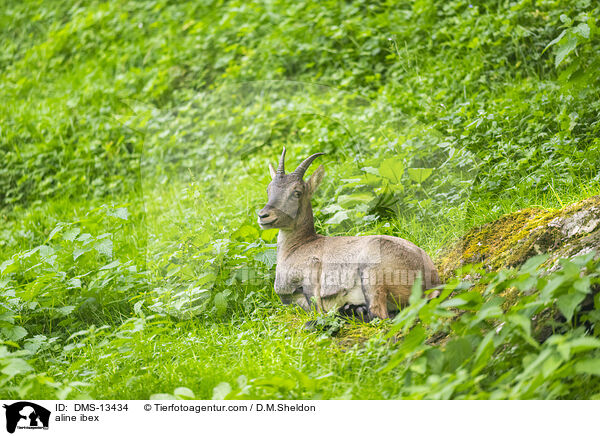 Alpensteinbock / aline ibex / DMS-13434