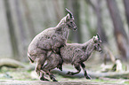 Alpine ibexes