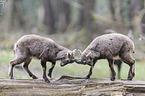 Alpine ibexes