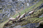 Alpine ibexes