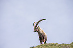 Alpine ibex