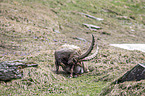 Alpine ibex