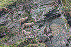Alpine ibexes
