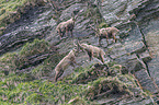 Alpine ibexes